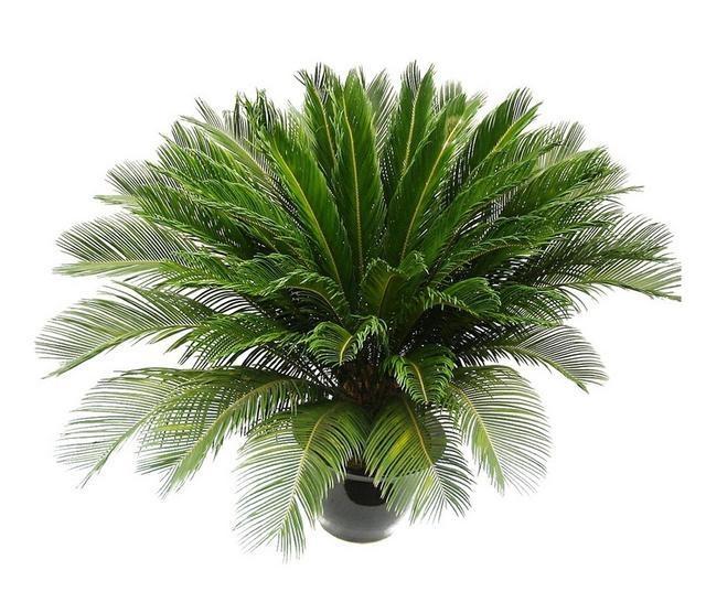 几月扦插枝条好：掌握最佳时机，提高成活率