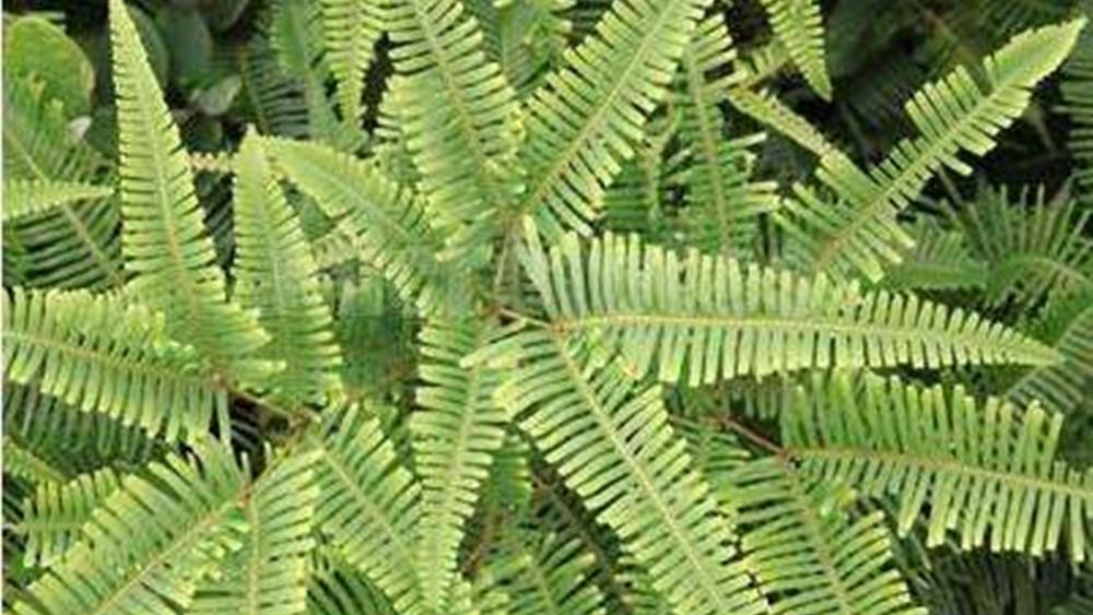 盆栽冬瓜如何施肥：掌握技巧，助力丰收