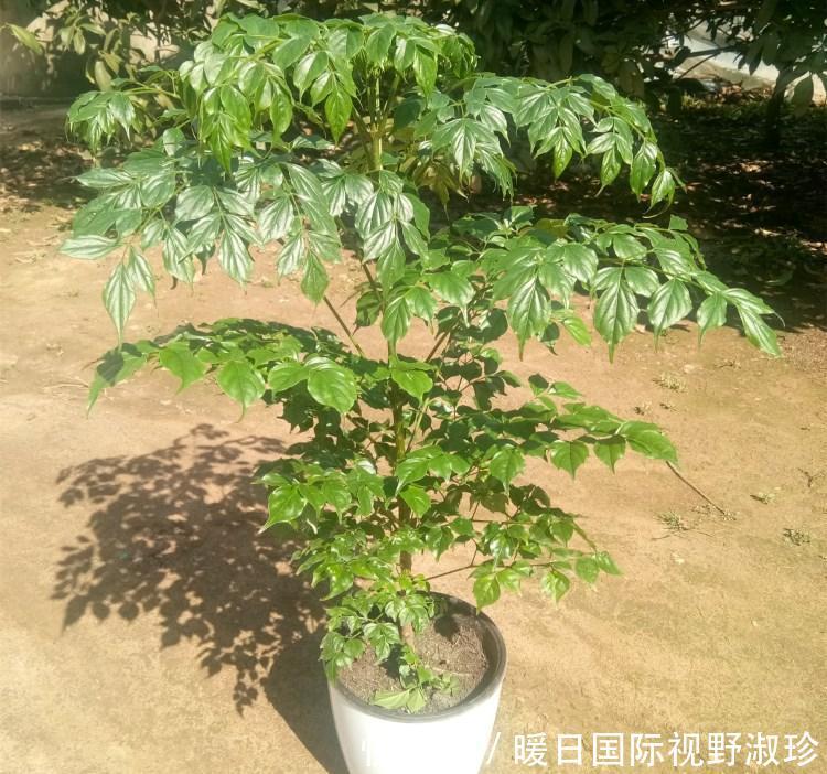 盆栽木本花卉有哪些：打造室内绿意盎然的小空间