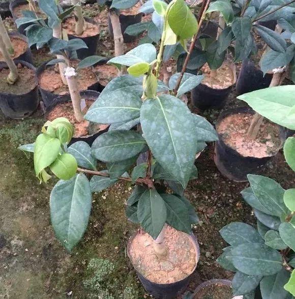 夏季扦插鸭掌木：繁殖技巧与实践指南