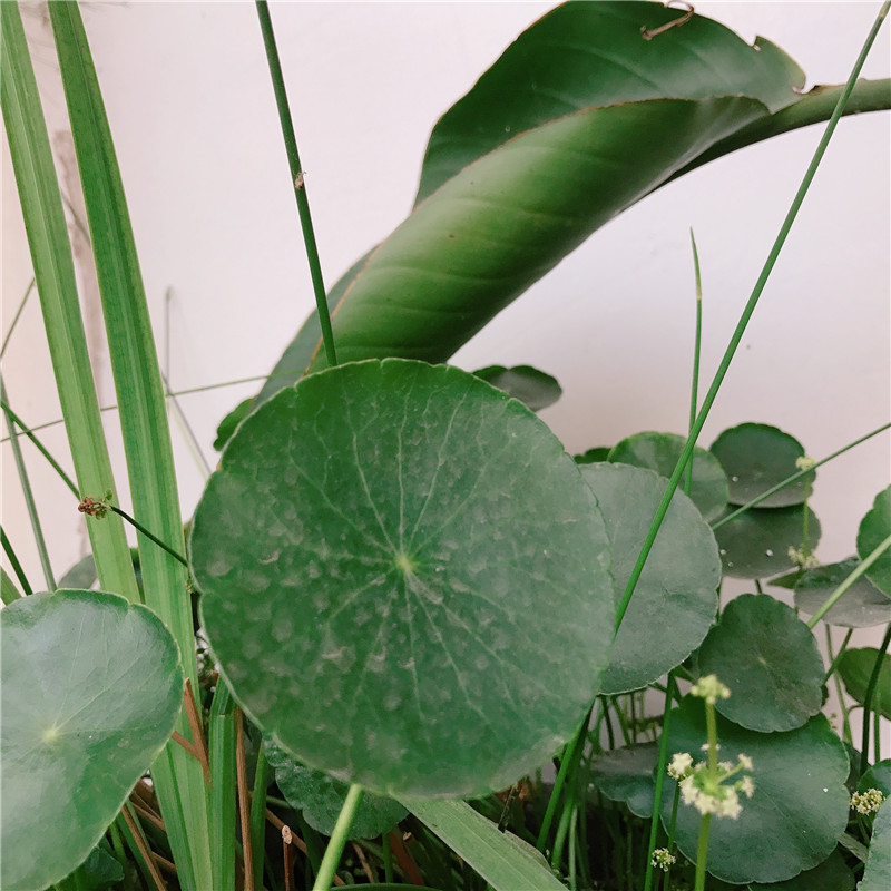 盆栽皇后花名：养护指南与鉴赏