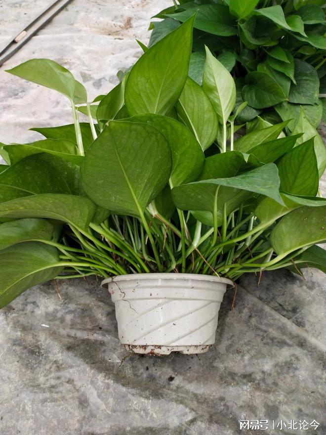 大丽花扦插繁殖方法：专业园丁的详细指南