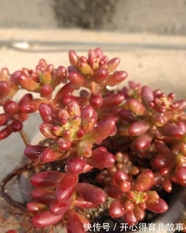 兰花的盆栽：优雅养护指南