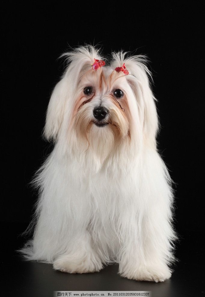 猫咪耳背后掉毛红了——揭开宠物皮肤问题的秘密