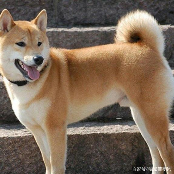 猫咪多大能吹空调