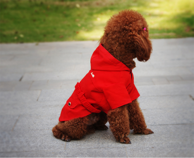 如何让狗狗长大：科学喂养与关爱并行