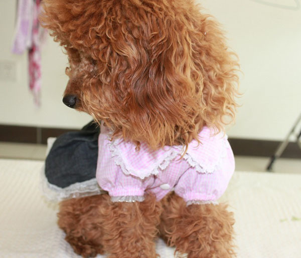 猫咪拉稀吃儿童药？揭秘宠物护理中的误区