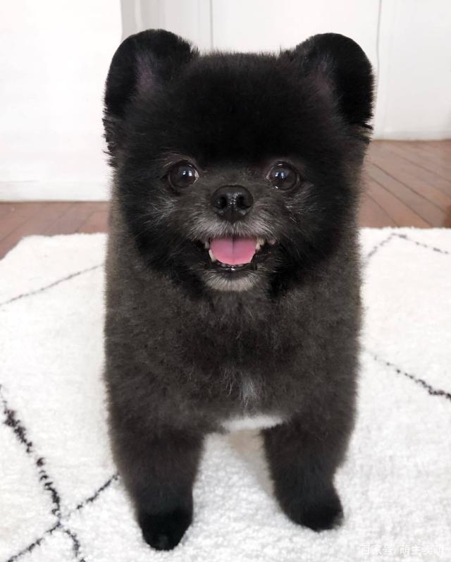 猫咪耳朵有点擦出血了：如何应对宠物的日常小意外